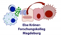 Else-Kröner-Kolleg-Logo mit Schrift Else-Kröner-Kolleg-Logo mit Schrift