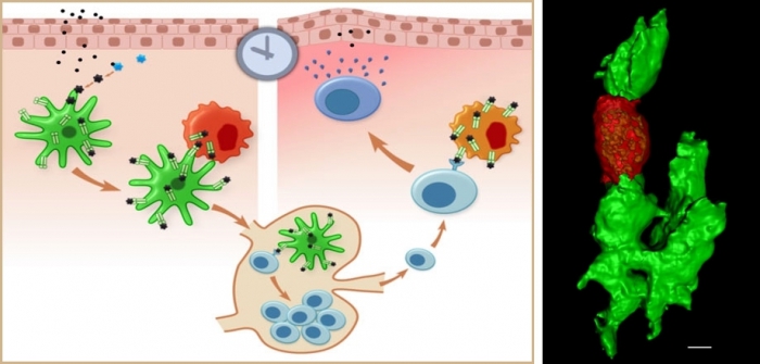 Mast cells_DCs Mast cells_DCs